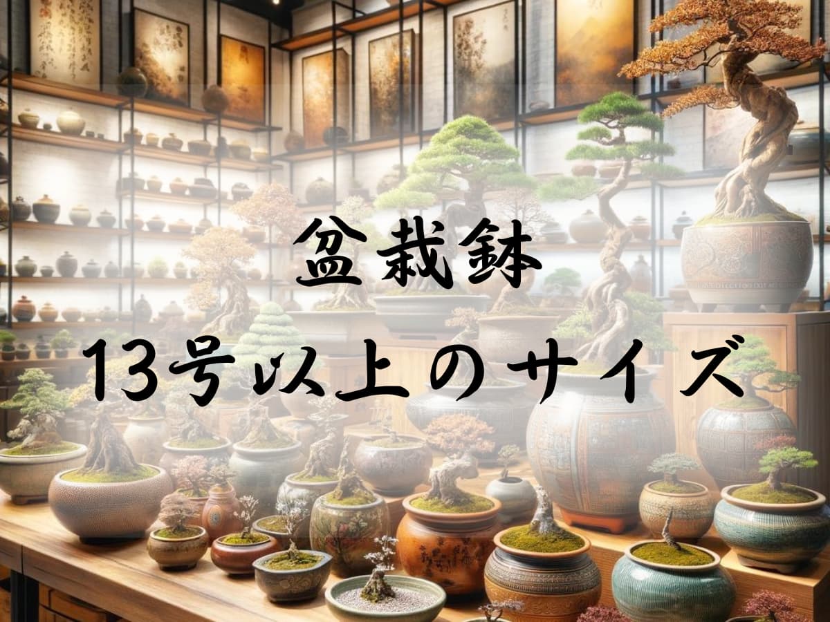 13号以上の盆栽鉢を探す | 盆栽塾