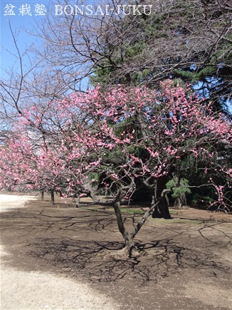 新宿御苑の梅の花