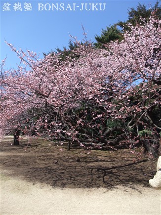 新宿御苑 翔天亭の前の寒桜