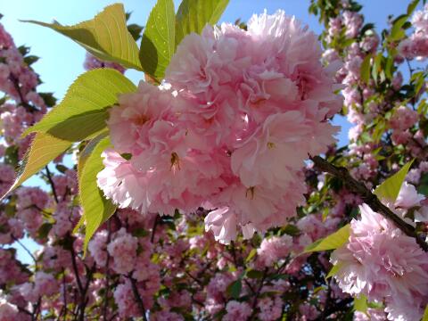 浜離宮恩賜庭園 八重桜