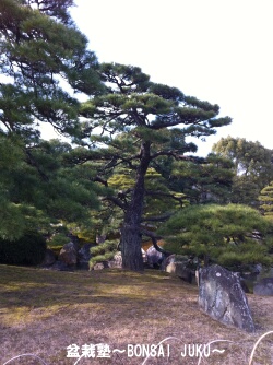京都二条城の松