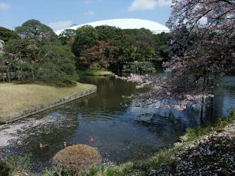 小石川後楽園の大泉水と桜