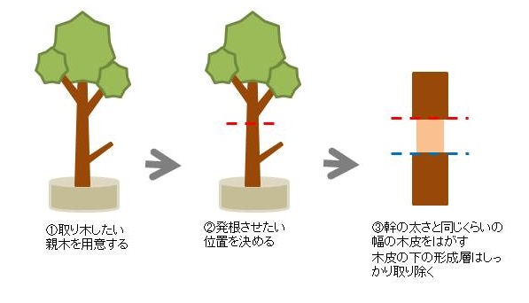 盆栽の取り木の手順1